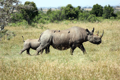 Birds perching on rhinoceros walking on field