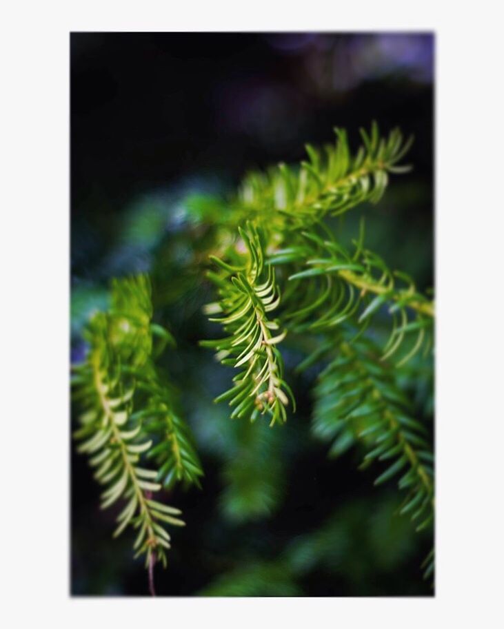 CLOSE-UP OF FRESH GREEN PLANT IN TREE