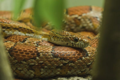 Close-up of a lizard