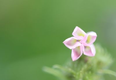 Close-up of pink flower over white background
