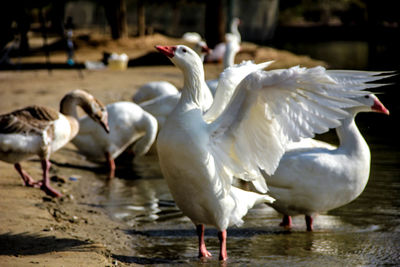 Bird in water