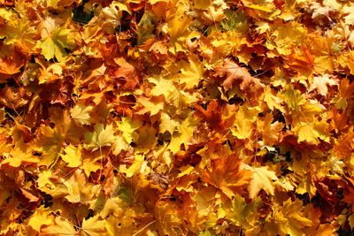 Full frame shot of leaves