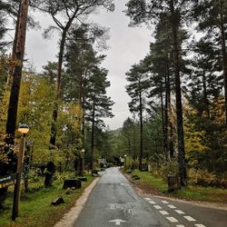 Road amidst trees in forest against sky