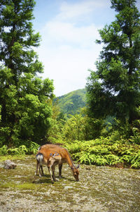 Horse standing on field against trees in forest