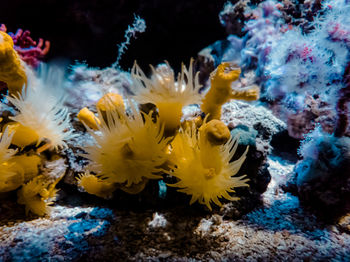 Close-up of coral in sea