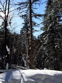 Trees on snow covered landscape