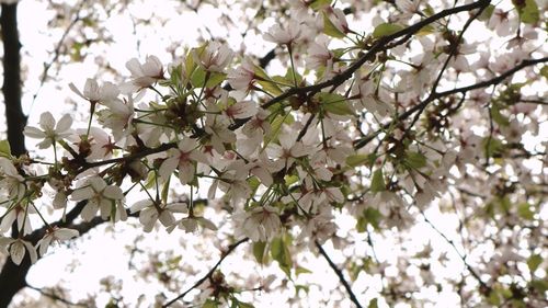 Low angle view of apple blossoms in spring