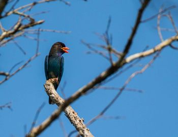 Close-up of bird perching on branch against blue sky