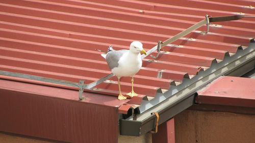 Seagull perching on roof