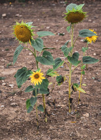 High angle view of flowering plant on field