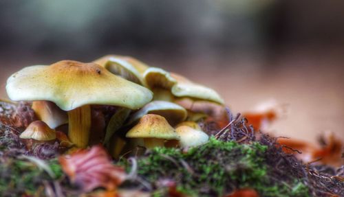 Close-up of mushrooms growing on land