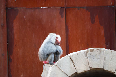 Monkey on wood against wall in zoo