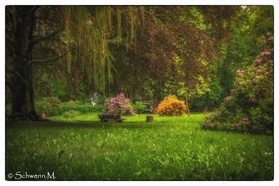 Trees and plants in park