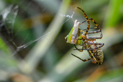 Close-up of spider on web