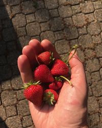 Midsection of person holding strawberries