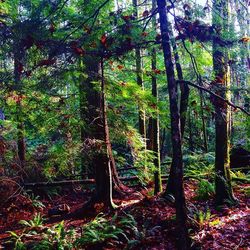 Trees in forest