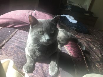 Portrait of cat relaxing on bed at home