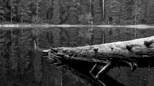 Close-up of tree trunk in lake