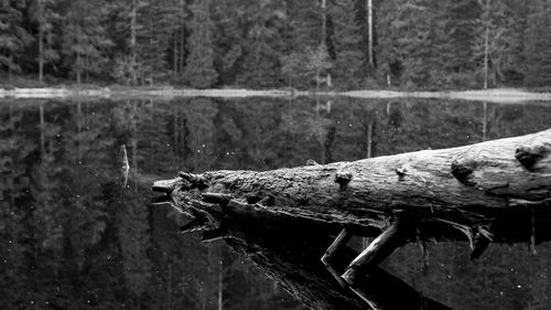 Close-up of lizard on tree by lake