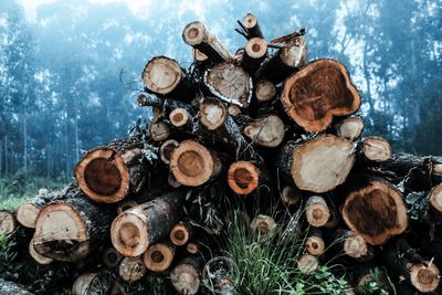 Stack of logs in forest