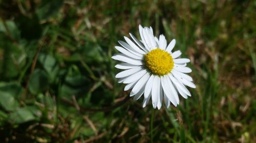 Close-up of white flower