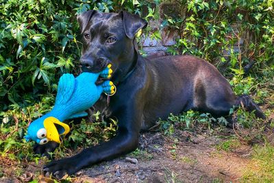 Black dog lying down on field