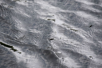 Full frame shot of insects swimming on lake