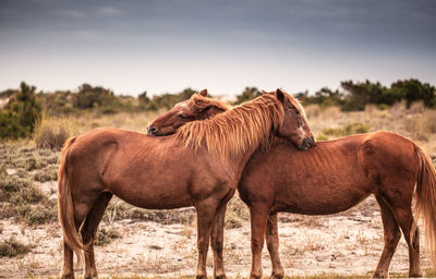 Horses standing on field against sky