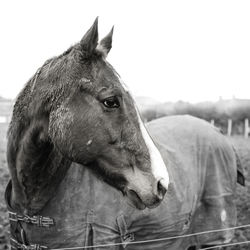 Close-up of horse outdoors