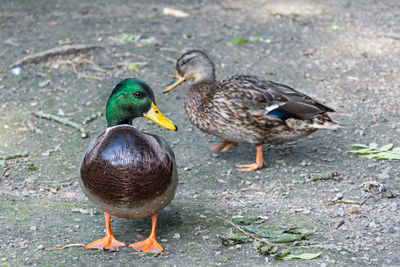 High angle view of mallard duck