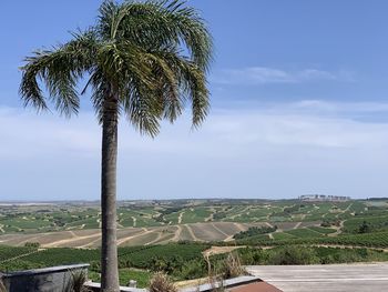 Palm trees on field against sky