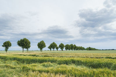 Trees on field against sky