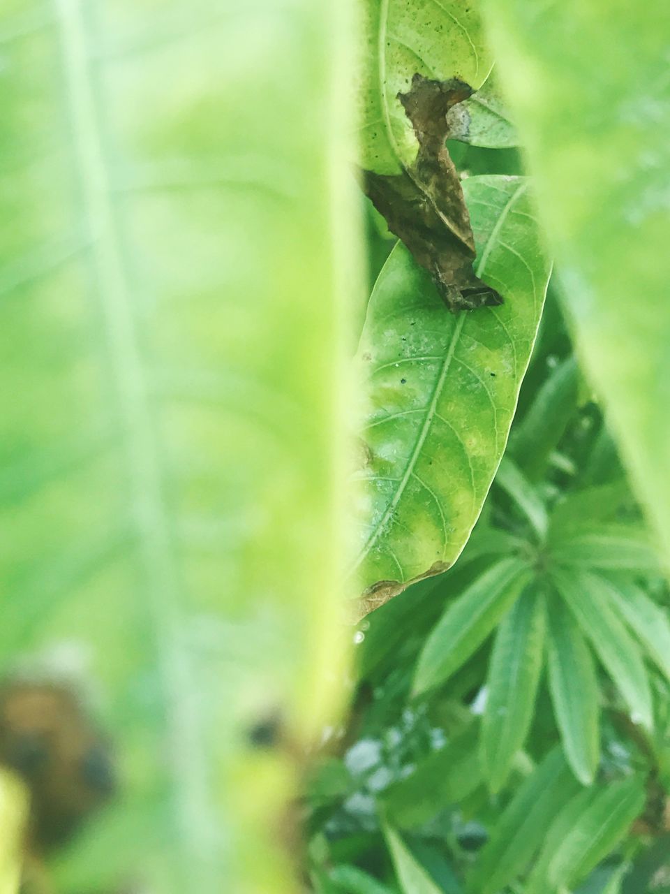 leaf, green color, insect, animal themes, animals in the wild, one animal, nature, close-up, no people, day, growth, outdoors, plant, animal wildlife, beauty in nature