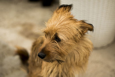 Close-up of a dog looking away