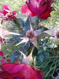 Close-up of red flowering plant