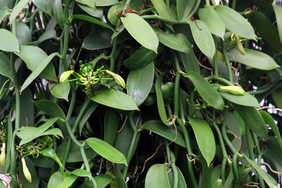 Full frame shot of plants
