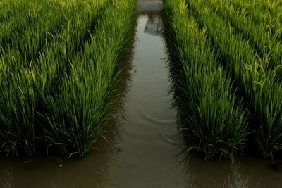 Scenic view of rice paddy