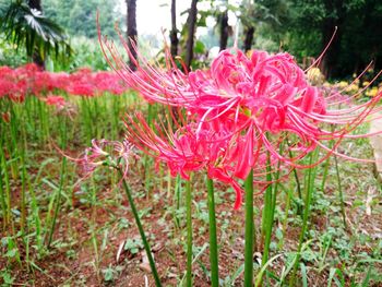 Close-up of red flowers blooming outdoors