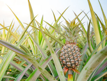 Close-up of corn growing on field