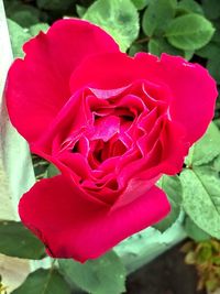 Close-up of red rose