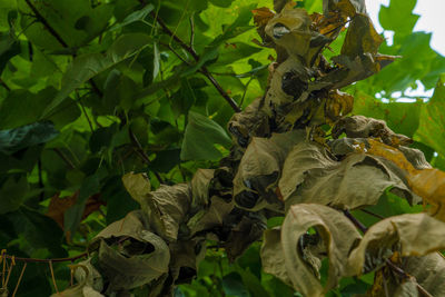 Close-up of wilted plant on field