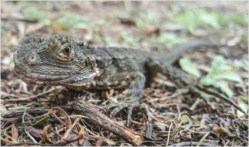 Close-up of bearded dragon on grass