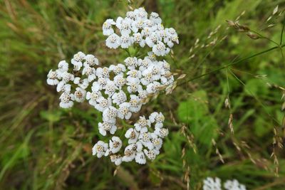 Close-up of white flowering plant