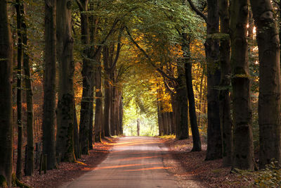 Road amidst trees in forest