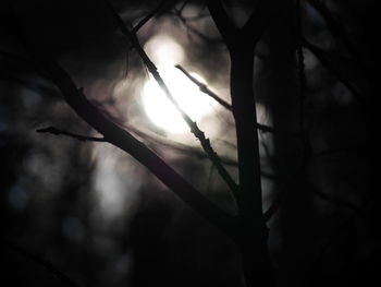 Close-up of silhouette branches against blurred background