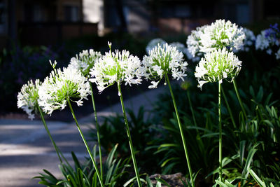 Close-up of white flowering plants