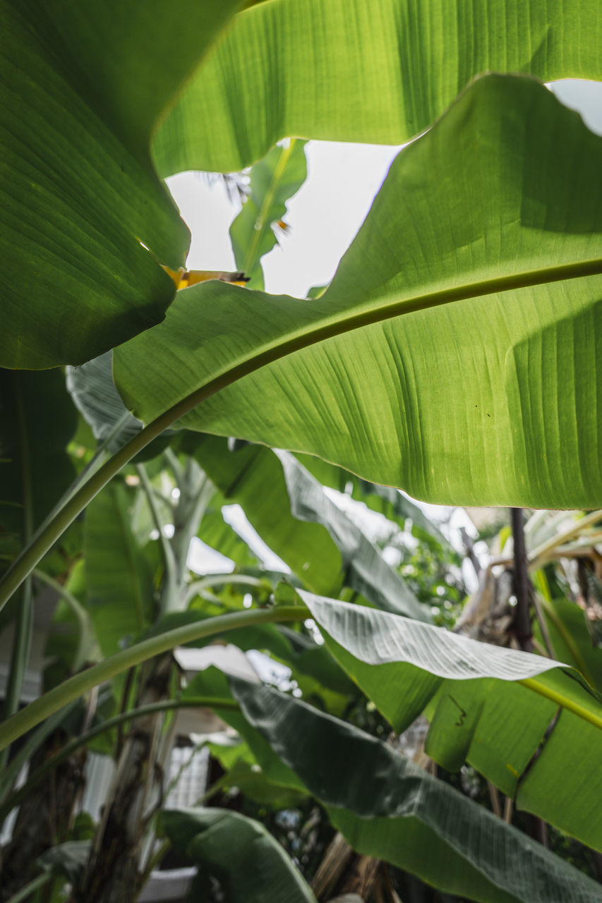 CLOSE-UP OF A PLANT