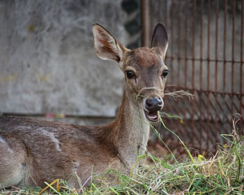 Close-up portrait of deer on field