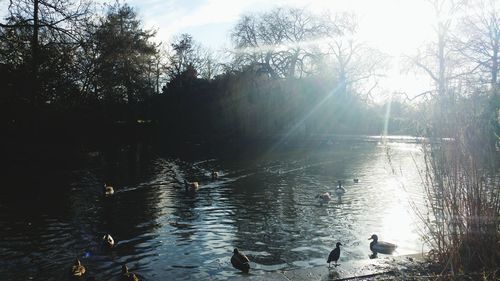 Swans swimming in lake against sky
