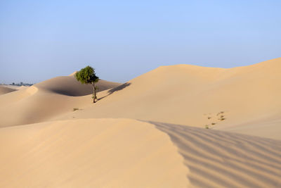 Lonely tree in the desert in the uae hidden in the sand dunes